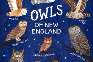 Owls of New England