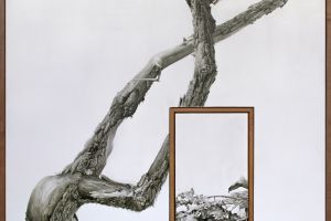 Gambel Oak